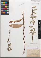 Foto von Salix caprea L. x Salix purpurea L.